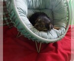 Puppy Pixie Yorkshire Terrier