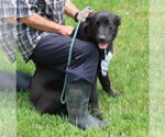 Small #1 Labrador Retriever
