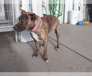 Mutt Dogs for adoption in Oroville, CA, USA