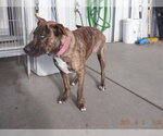 Small Mutt