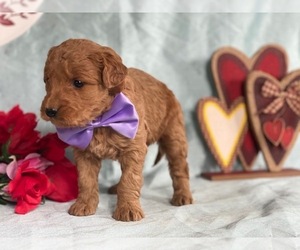Goldendoodle Puppy for sale in LANCASTER, PA, USA