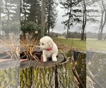Small Photo #2 English Cream Golden Retriever Puppy For Sale in WORCESTER, MA, USA