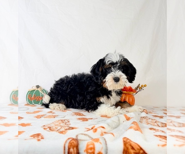 Medium Photo #4 Bernedoodle (Miniature) Puppy For Sale in GREENFIELD, IN, USA