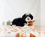 Braxton - Male Bernedoodle (Miniature) Puppy for Sale - Photo #4