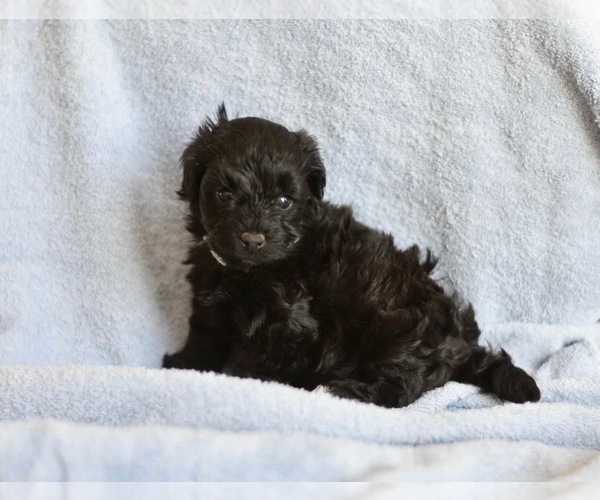 Medium Photo #2 Havanese-Poodle (Toy) Mix Puppy For Sale in ARCADIA, FL, USA