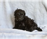 Small Photo #2 Havanese-Poodle (Toy) Mix Puppy For Sale in ARCADIA, FL, USA