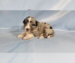 Small #3 Bernedoodle (Miniature)