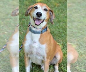 Pongo Beaufort - Male Retriever -Unknown Mix Dog for Adoption - Photo #4