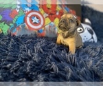 Small Photo #5 French Bulldog Puppy For Sale in REDMOND, WA, USA