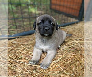 Mastiff-Unknown Mix Dogs for adoption in Vail, AZ, USA