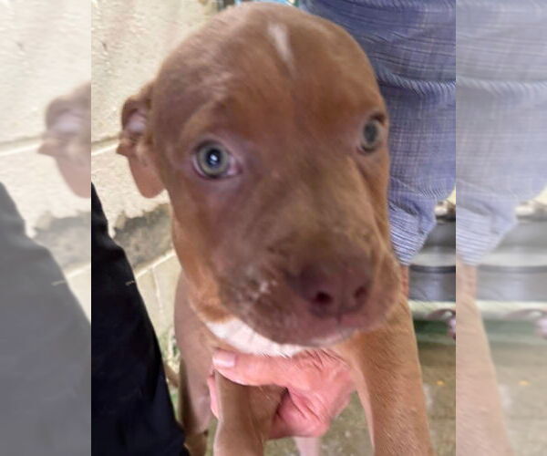 Medium Photo #1 Mutt Puppy For Sale in Rustburg, VA, USA