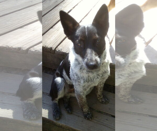 Medium Photo #4 Mutt Puppy For Sale in Pacific grove , CA, USA