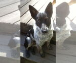 Small #3 Mutt