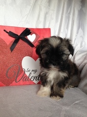 Havanese Puppy for sale in OSWEGO, NY, USA