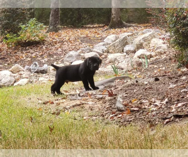 Medium Photo #1 Cane Corso Puppy For Sale in CORONA, CA, USA