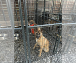 Small Photo #7 Belgian Malinois Puppy For Sale in VIOLET, LA, USA