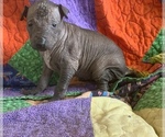 Small Photo #4 Xoloitzcuintli (Mexican Hairless) Puppy For Sale in LAS CRUCES, NM, USA