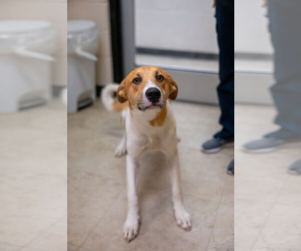 Medium Photo #1 Labsky Puppy For Sale in Rowlett, TX, USA