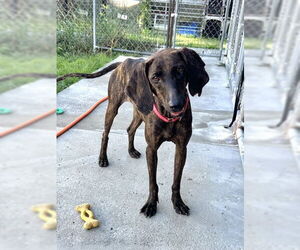 Plott Hound-Unknown Mix Dogs for adoption in North Myrtle Beach, SC, USA