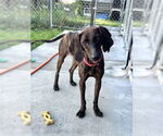Small Plott Hound Mix