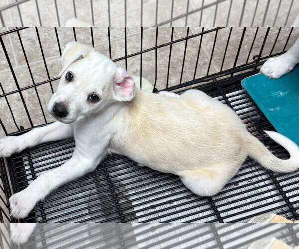 Medium Photo #2 Anatolian Shepherd Puppy For Sale in Gilberts, IL, USA