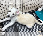 Small #1 Anatolian Shepherd