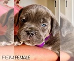 Small Photo #2 Cane Corso Puppy For Sale in HESPERIA, CA, USA