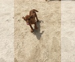 Small Photo #14 Rhodesian Ridgeback Puppy For Sale in MORONGO VALLEY, CA, USA