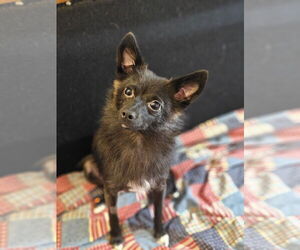 Chiranian Dogs for adoption in Lebanon, PA, USA
