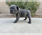 Puppy Madeleine French Bulldog