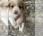 Small #5 Pembroke Welsh Corgi