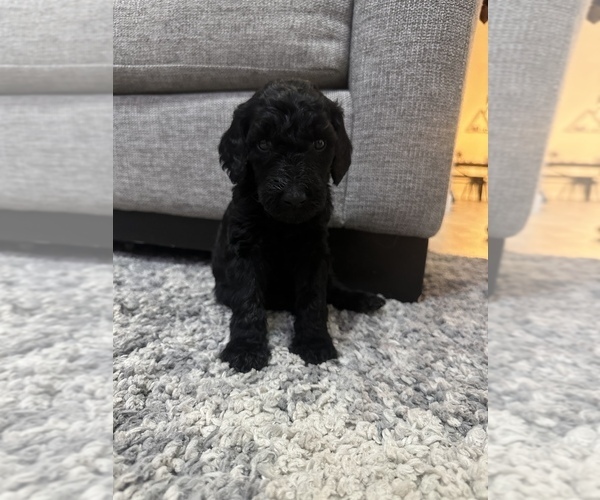 Medium Photo #7 Poodle (Standard) Puppy For Sale in COLORADO SPRINGS, CO, USA