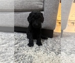 Small Photo #7 Poodle (Standard) Puppy For Sale in COLORADO SPRINGS, CO, USA