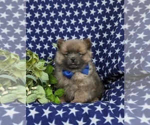 Pomeranian Puppy for sale in QUARRYVILLE, PA, USA
