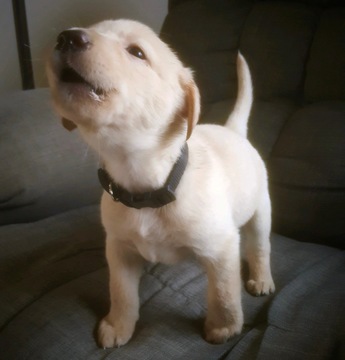 Medium Photo #7 Labrador Retriever Puppy For Sale in SAND LAKE, MI, USA