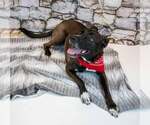 Small #6 Labrador Retriever Mix
