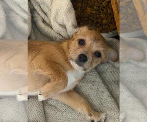 Marcia - Female Malchi Dog for Adoption - Photo #2