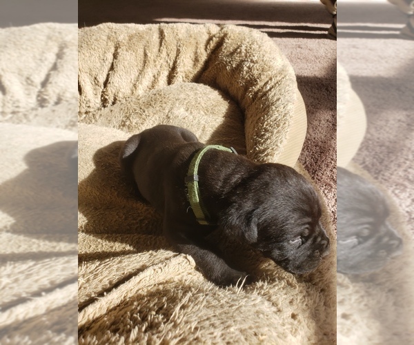 Medium Photo #2 Cane Corso Puppy For Sale in TRINIDAD, CO, USA