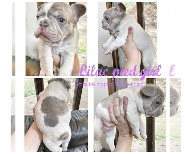 Medium Photo #1 French Bulldog Puppy For Sale in CHESTER, NY, USA