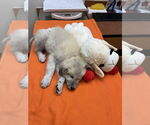 Small #5 Great Pyrenees Mix