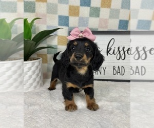 Dachshund Puppy for sale in FRANKLIN, IN, USA