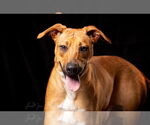 Small Black Mouth Cur Mix