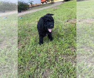 Miniature Bernedoodle Puppy for sale in FREDERICKSBURG, VA, USA