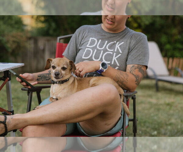 Medium Photo #3 Chihuahua Puppy For Sale in St. Louis Park, MN, USA