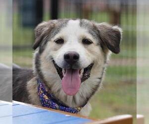 Gerberian Shepsky Dogs for adoption in San Antonio, TX, USA