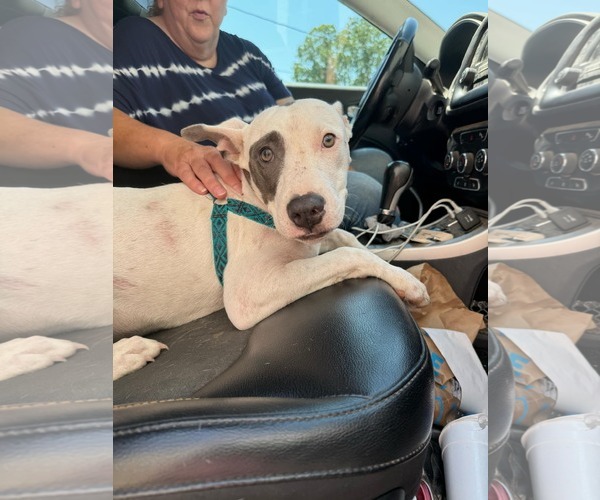 Medium Photo #6 American Pit Bull Terrier-Staffordshire Bull Terrier Mix Puppy For Sale in Coralville, IA, USA