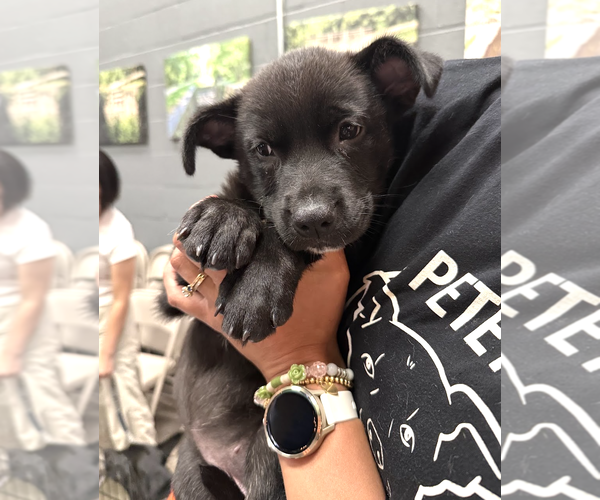Medium Photo #3 Labrador Retriever-Unknown Mix Puppy For Sale in Rockville, MD, USA