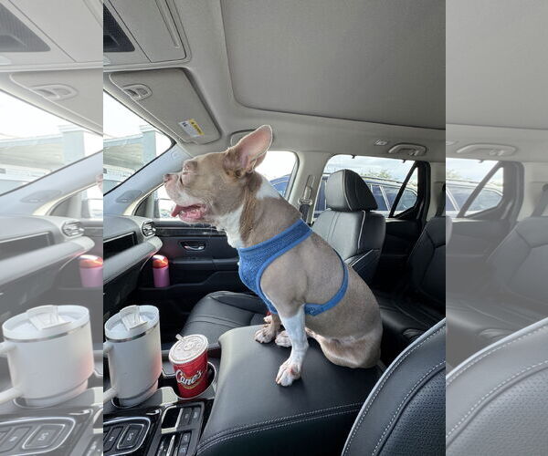 Medium Photo #4 Boston Terrier Puppy For Sale in Valrico, FL, USA