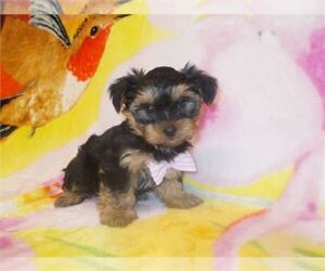 Yorkshire Terrier Puppy for sale in ORO VALLEY, AZ, USA