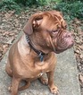 Small Photo #1 Dogue de Bordeaux Puppy For Sale in SAGE, AR, USA